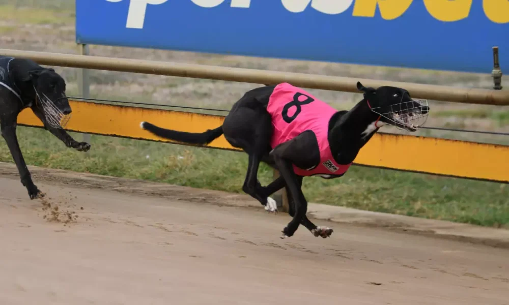 Fernando Phil Gallops to Victory